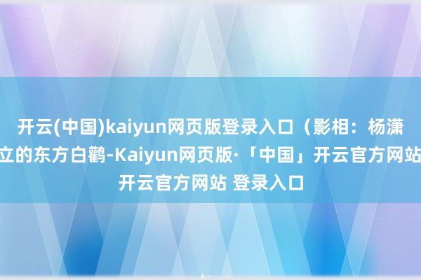 开云(中国)kaiyun网页版登录入口（影相：杨潇）风采玉立的东方白鹳-Kaiyun网页版·「中国」开云官方网站 登录入口